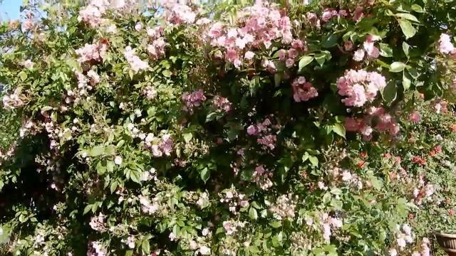 Моя цветущая дача.Что цветет в июне. Маки,розы,наперстянка,дельфиниумы и плетистые розы.