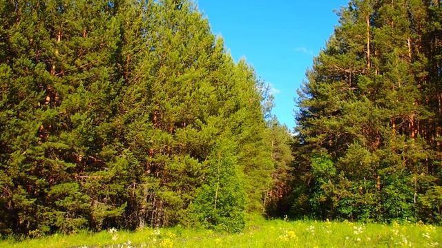 Лилия кудреватая ! Шиповник лесная роза ! смотреть онлайн