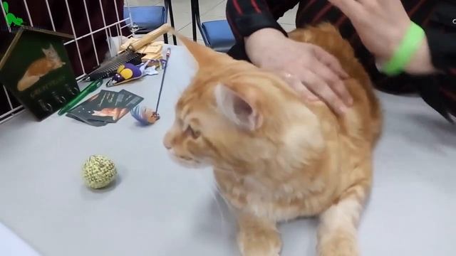 ? Золотой Мейн Кун ❤️️ Рыженький Красавчик Красный Мрамор на Выставке | ПОРОДЫ КОШЕК смотреть онлайн