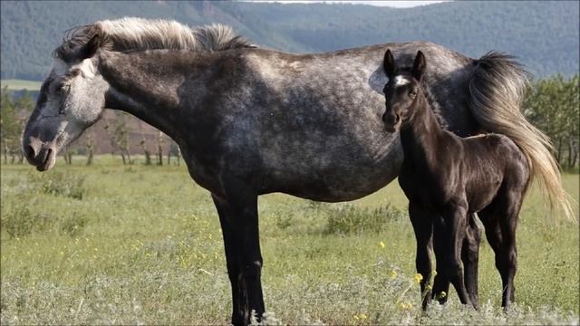Мчатся кони. (Лошади и жеребята) смотреть онлайн