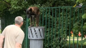 Команда барьер, три собаки два прыжка, дрессировка