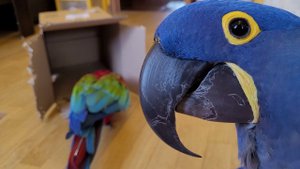 Подарок для Жоржули!) Попугай ара играет, какаду, Гиацинтовый Ара. Питомцы,смешные животные.