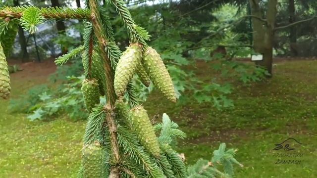 Picea abies 'Acrocona' smrk ztepilý смотреть онлайн