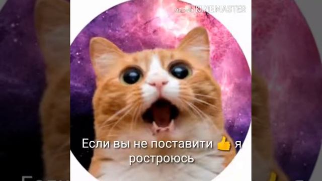 Кошэчная жизнь смотреть онлайн