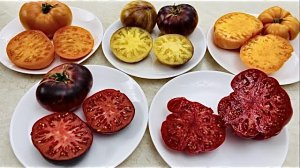 Обрезала все листья. Томаты Мисс Форье, Оранжевый джаз, Кудрявый из Пармы, Сарт Ролуаз, Амана Оранж.