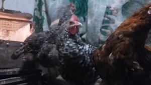 Петух снёс яйцо или как петух учит курочек нести яйца