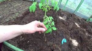 Высаживаем томаты в теплицу