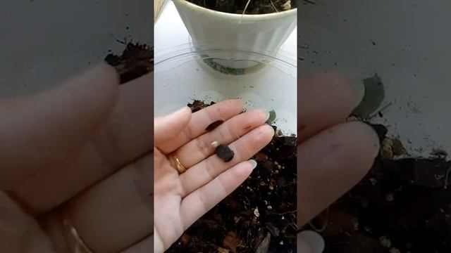 Вылупление улиток Ахатин.