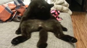 Кот пукнул на хозяйку