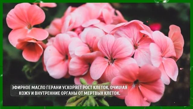 ГЕРАНЬ - МАГИЧЕСКИЕ СВОЙСТВА