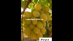 ранне средние сорта винограда в Молдавии