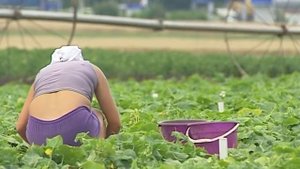 Сорта огурцов.