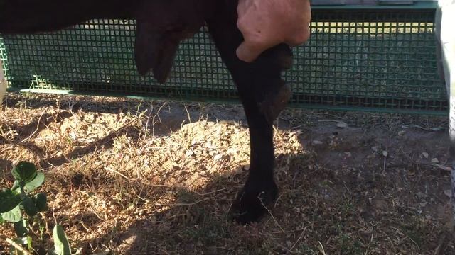 #27. ?ВЫСТАВИЛИ ЛУЧШИХ КОЗ НА ПРОДАЖУ? А ЧТО ДЕЛАТЬ? ? ВСЕХ НЕ ПОТЯНЕМ, САРАЙ НЕ РЕЗИНОВЫЙ. смотреть онлайн