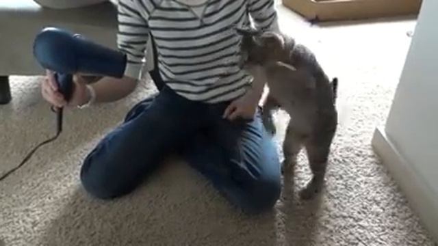 Sıcak havayı yakalamaya çalışan kedi - www.teknovid.com смотреть онлайн