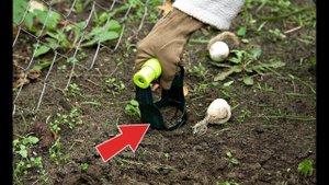 Сделайте это осенью в сентябре и октябре с гиацинтами для супер цветения на следующий год!