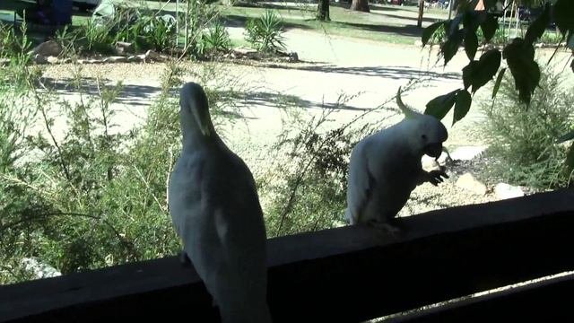 Grampiens . Какаду