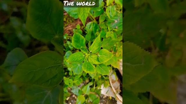 Acalypha Indica / Australia /  Ramie plant