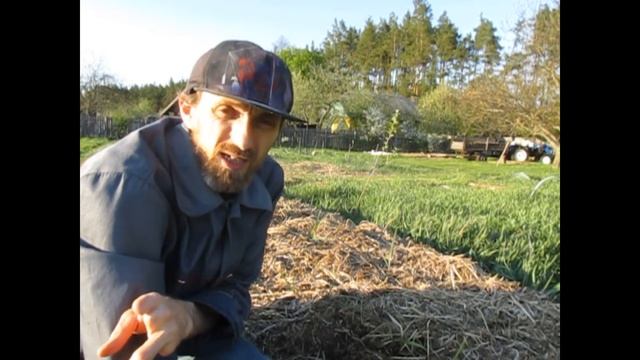 Продолжение эксперимента с картофелем. Жду урожая. смотреть онлайн