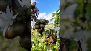 Как растет кофе в Бразилии.