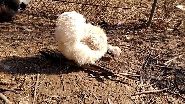 Пуховые курочки - голошейные и стандарт.