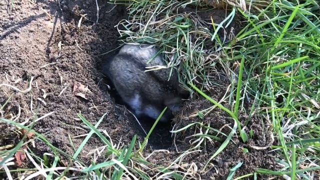 ДЖУНГАРСКИЕ ХОМЯКИ В ДИКОЙ ПРИРОДЕ 2! смотреть онлайн