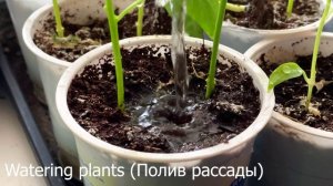 Красивое видео. Slow motion video (Замедленное видео) - Watering plants (Полив рассады)