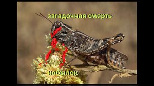 Шок! Загадочная смерть кобылок