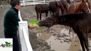 Agritom Россия - гидропоника для лошадей