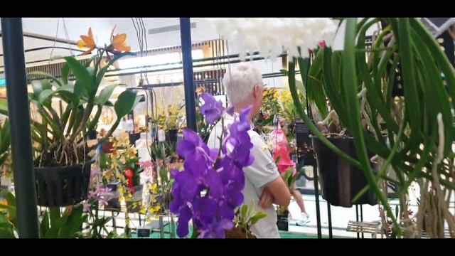 OSSEA Orchid show 2023 by Orchid Society of South East Asia (Orchids galore! 😍) смотреть онлайн