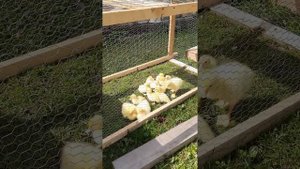 Когда выпускать на улицу и в водоем мускусных утят