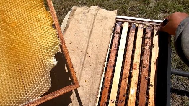 12 рамочные двух-маточные семьи #1 Переношу расплод во второй корпус! Готовлюсь к липе! смотреть онлайн