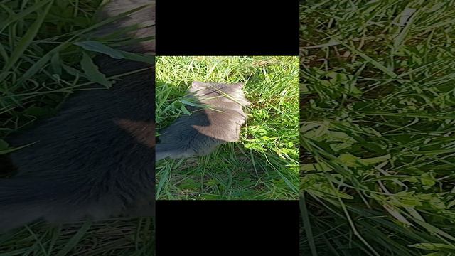 Утро с Кузей!