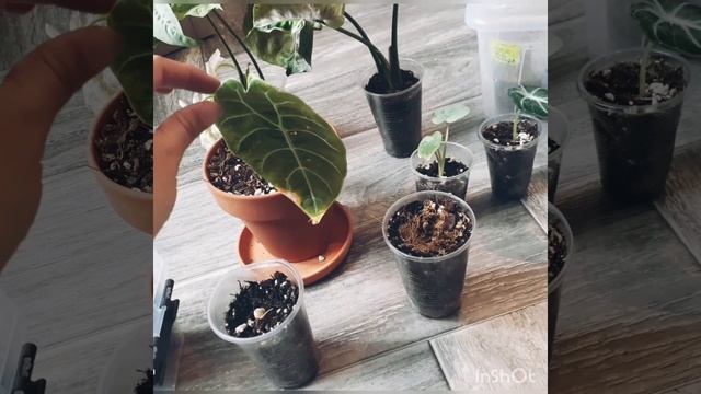 закрываю сезон посылок) последние новиночки этого года.сингониум милк конфетти,серый призрак смотреть онлайн