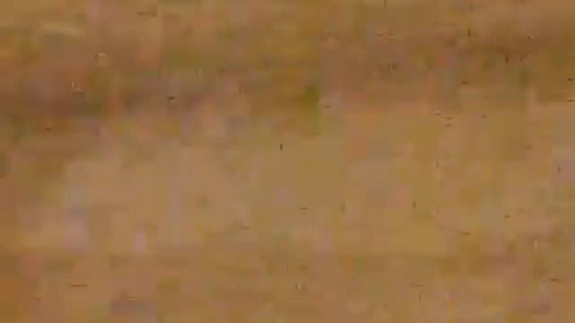 Бася-кот. отбирает мышку #животные #котики #кошки #кот #реееееееееек #животные #активвернись #актив смотреть онлайн