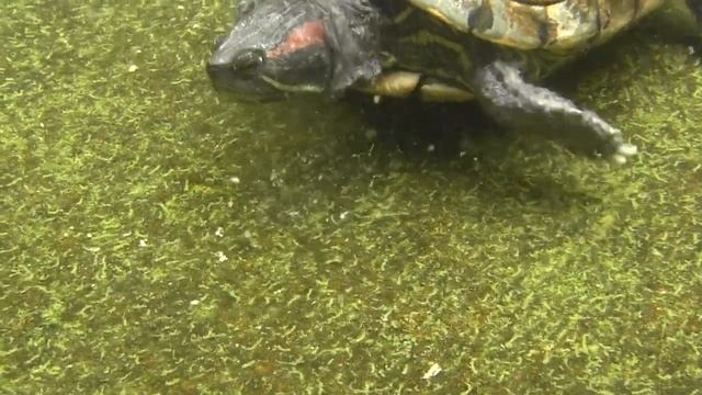 Jicoteas (Trachemys s. stejnegeri & Trachemys scripta elegans) - Freshwater Turtles