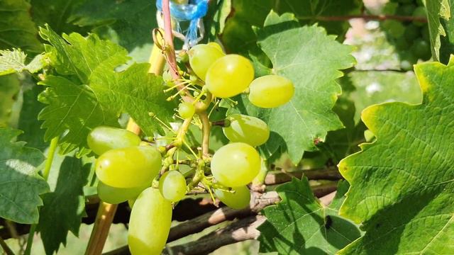 Гарольд 2022 (робимо Огляд з Братом ультрараннього сорту + Гіберелін) смотреть онлайн