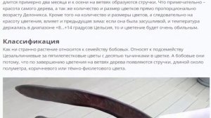 Делоникс королевский или огненное дерево, выращиваем в домашних условиях
