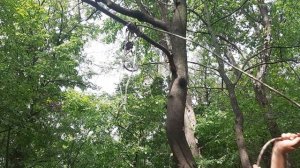 Охота или ловля медведя с помощью обычной веревки