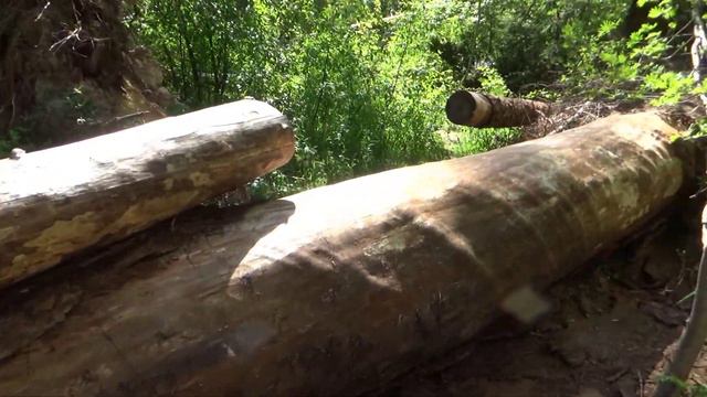 Линдуловская роща, или Идеальная самоизоляция
