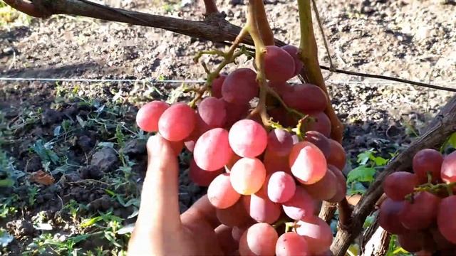 Виноград Олімп. Торнадо. Красава. Еверест. Шансон. та др. смотреть онлайн