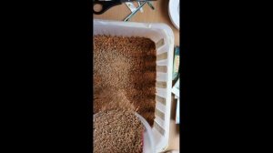 #Капуста #Сеемввермикулит Капуста посеяна в вермикулит .Как выглядит на 6 день  после посева .