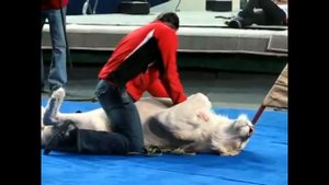 Дрессировщик Эдгард Запашный и белый лев Фрэнк (2008)