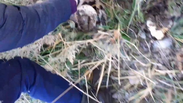 набрали грибов и накопали металла ) смотреть онлайн