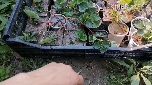 Как укоренить усы Клубники на даче / Идеальный способ размножения клубники / Рассада клубники смотреть онлайн