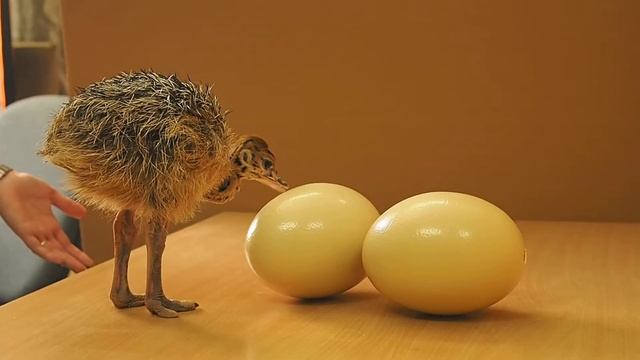 Фотосессия для страусенка (ostrich). 2 недели после вылупления из яйца - черный африканский страус. смотреть онлайн