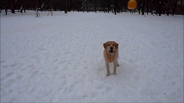 никсон ника и ягода 2016