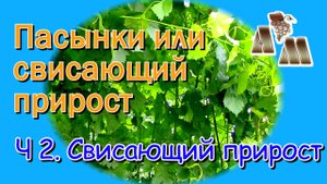 ? Длинные пасынки или свисающий прирост? Часть 2 - Почему я не использую свисающий прирост