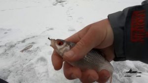 Ловля ПЛОТВЫ в ФЕВРАЛЕ на МОРМЫШКУ . ФАРТОВАЯ БЕЗМОТЫЛКА как всегда выручает !