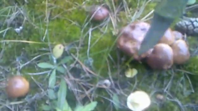 Грибы. Маслята. смотреть онлайн