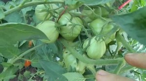Томат Сердце быка. Созревание плодов.